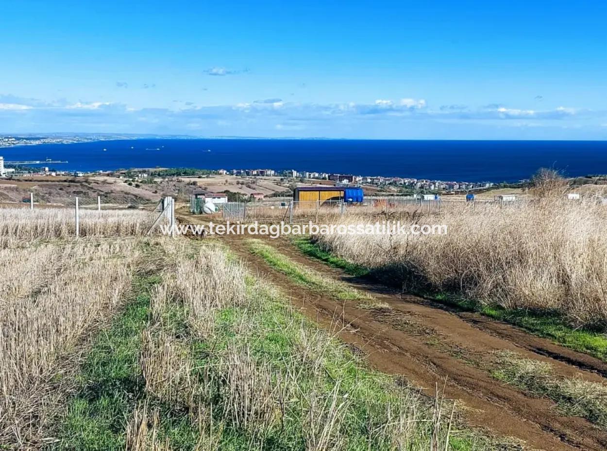 Dringender Verkauf In Barbarosta, Tekirdag, 15.000 M2 Villa Zoniertes Feld!