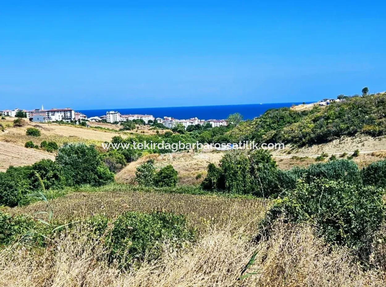 9.100 M2 Villa Zoniertes Feld Zum Dringenden Verkauf In Tekirdag Barbarosta