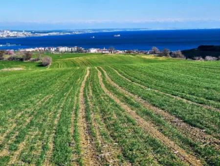 35.000 M2 Grosses Villengrundstück Mit Vollem Meerblick Zum Dringenden Verkauf In Tekirdag Barbarosta