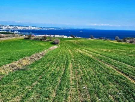 35.000 M2 Grosses Villengrundstück Mit Vollem Meerblick Zum Dringenden Verkauf In Tekirdag Barbarosta