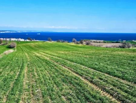 35.000 M2 Grosses Villengrundstück Mit Vollem Meerblick Zum Dringenden Verkauf In Tekirdag Barbarosta