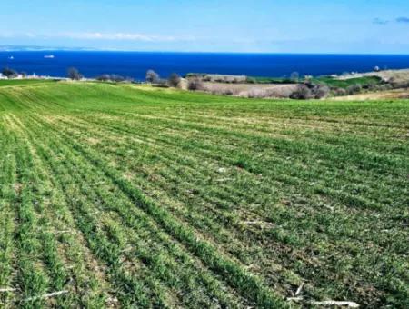 35.000 M2 Grosses Villengrundstück Mit Vollem Meerblick Zum Dringenden Verkauf In Tekirdag Barbarosta