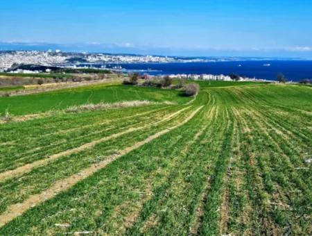 35.000 M2 Grosses Villengrundstück Mit Vollem Meerblick Zum Dringenden Verkauf In Tekirdag Barbarosta