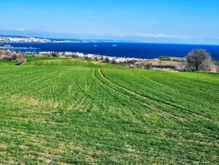 35.000 M2 Grosses Villengrundstück Mit Vollem Meerblick Zum Dringenden Verkauf In Tekirdag Barbarosta