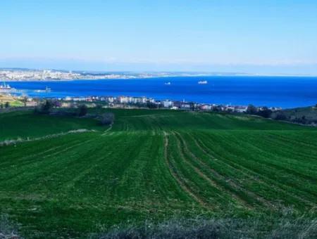 35.000 M2 Grosses Villengrundstück Mit Vollem Meerblick Zum Dringenden Verkauf In Tekirdag Barbarosta