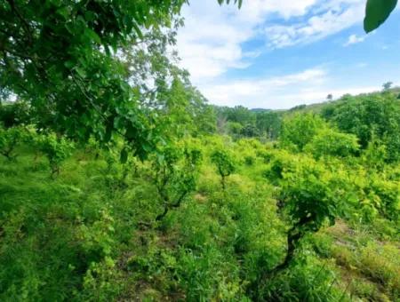 2.820 M2 Gutscheinplatz Geeignet, Um Tiny House In Der Natur Zum Dringenden Verkauf Im Viertel Tekirdağ Avşar Zu Platzieren