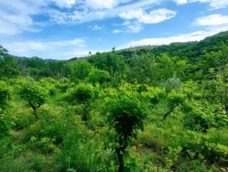 2.820 M2 Gutscheinplatz Geeignet, Um Tiny House In Der Natur Zum Dringenden Verkauf Im Viertel Tekirdağ Avşar Zu Platzieren