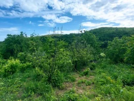 Gutscheinplatz Geeignet Für Den Dringenden Verkauf Von 580 M2 Tiny House Im Herzen Der Natur In Tekirdag Avşarda