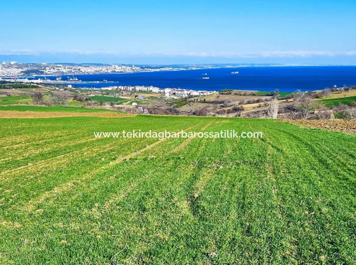 6.400 M2 Villa Zoned Land With Full Sea View Villa For Urgent Sale In Tekirdag Barbarosta