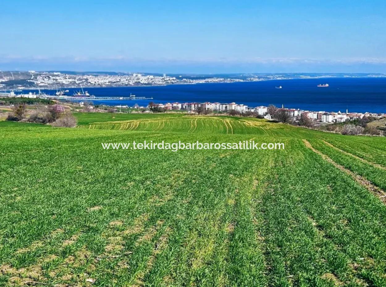 35.000 M2 Villa Zoned Land With Full Sea View For Urgent Sale In Tekirdag Barbarosta