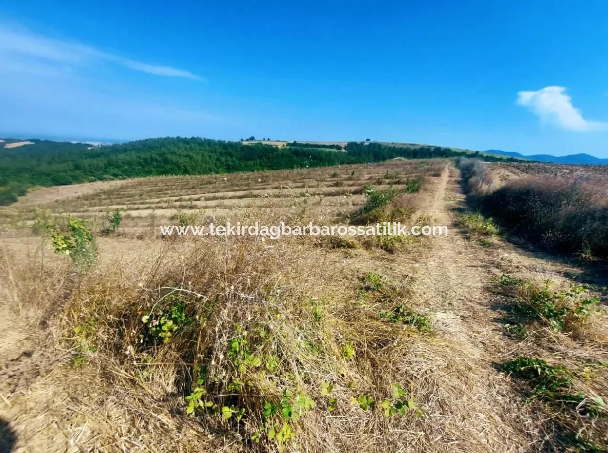 35.250 M2 Ready Mixed Fruit Nursery For Emergency Sale In Tekirdağ Süleymanpaşa Çanakçı