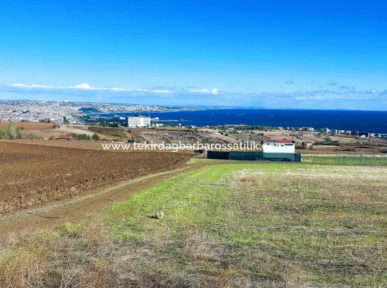 Urgent Sale In Barbarosta, Tekirdag, 15.000 M2 Villa Zoned Field!