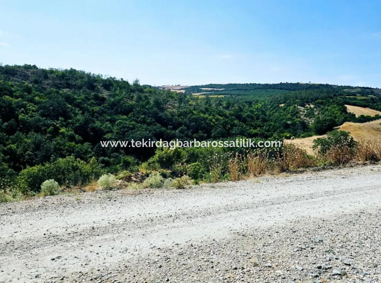 Kelep Kopon Field For Urgent Sale For Those Who Want To Make A Profitable Investment In Tekirdag Çanakçi Neighborhood