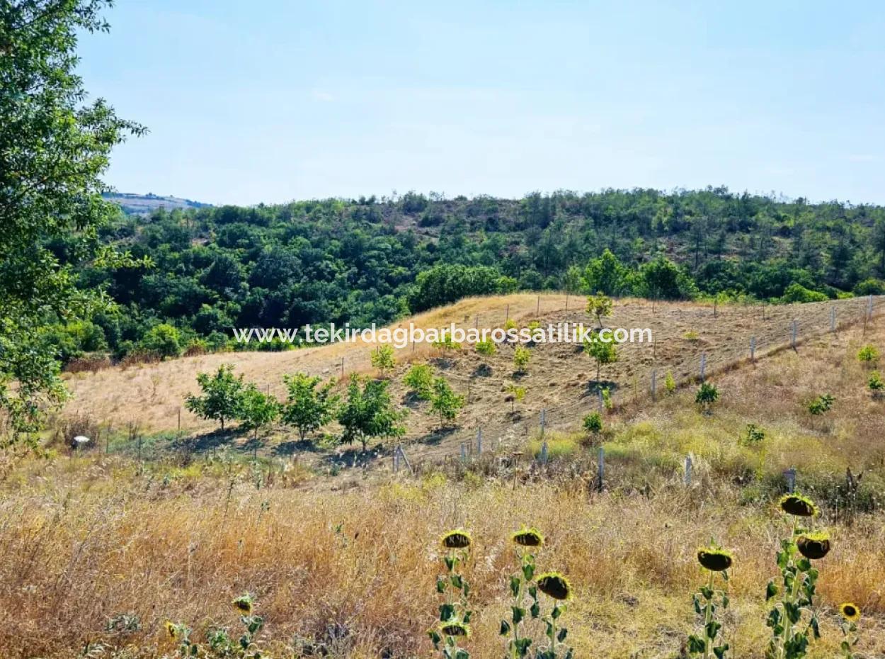 Kelep Kopon Field For Urgent Sale For Those Who Want To Make A Profitable Investment In Tekirdag Çanakçi Neighborhood