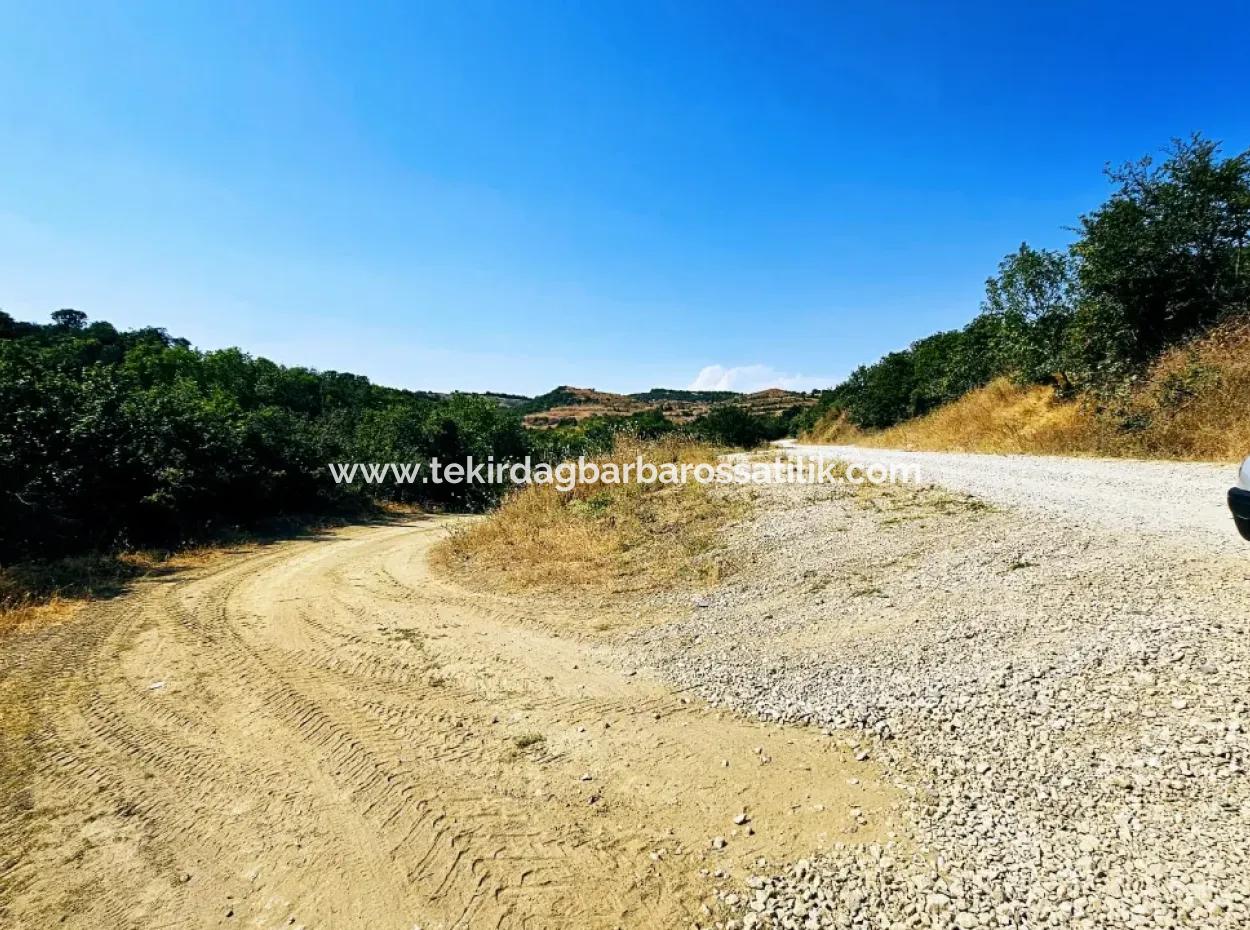 Coupon Field With Main Road Frontage Suitable For Nature Enthusiasts To Put Tiny House For Urgent Sale In Tekirdag Çanakçi Neighborhood