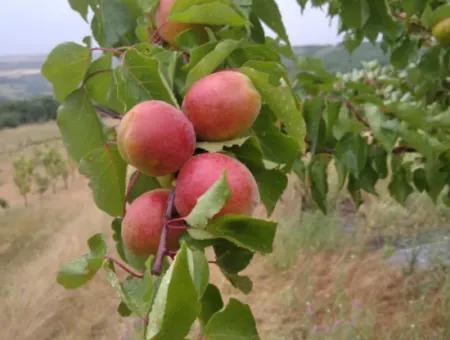 If You Want An Urgent 35-Acre Fruit Garden For Sale, You Can Also Use A Farm Place Suitable For The Opportunity To Invest In The Field