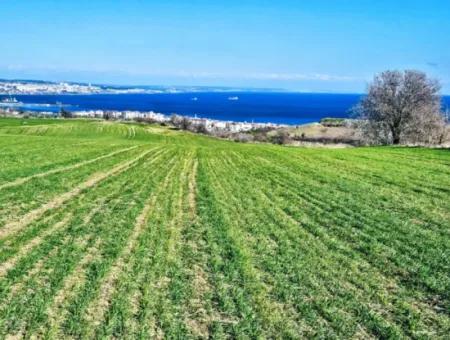 35.000 M2 Villa Zoned Land With Full Sea View For Urgent Sale In Tekirdag Barbarosta