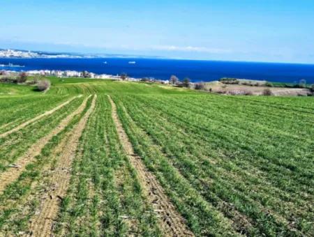 35.000 M2 Villa Zoned Land With Full Sea View For Urgent Sale In Tekirdag Barbarosta