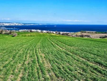 35.000 M2 Villa Zoned Land With Full Sea View For Urgent Sale In Tekirdag Barbarosta