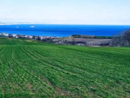 35.000 M2 Villa Zoned Land With Full Sea View For Urgent Sale In Tekirdag Barbarosta