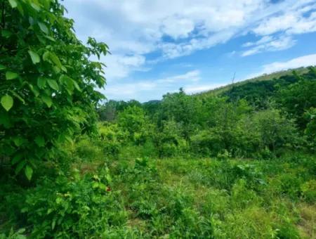 2.820 M2 Coupon Place Suitable To Put Tiny House In Nature For Urgent Sale In Tekirdağ Avşar Neighborhood