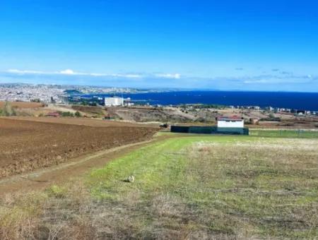 Urgent Sale In Barbarosta, Tekirdag, 15.000 M2 Villa Zoned Field!