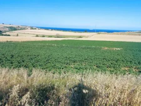 Tekirdağ Aşağkiliçli Mah. 2.340 M2 Coupon Field For Urgent Sale Promising High Profits Suitable For Buy And Sell