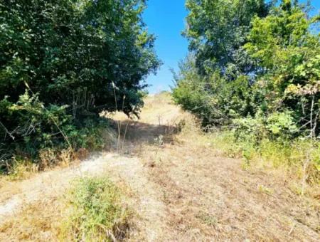 Coupon Field With Main Road Frontage Suitable For Nature Enthusiasts To Put Tiny House For Urgent Sale In Tekirdag Çanakçi Neighborhood