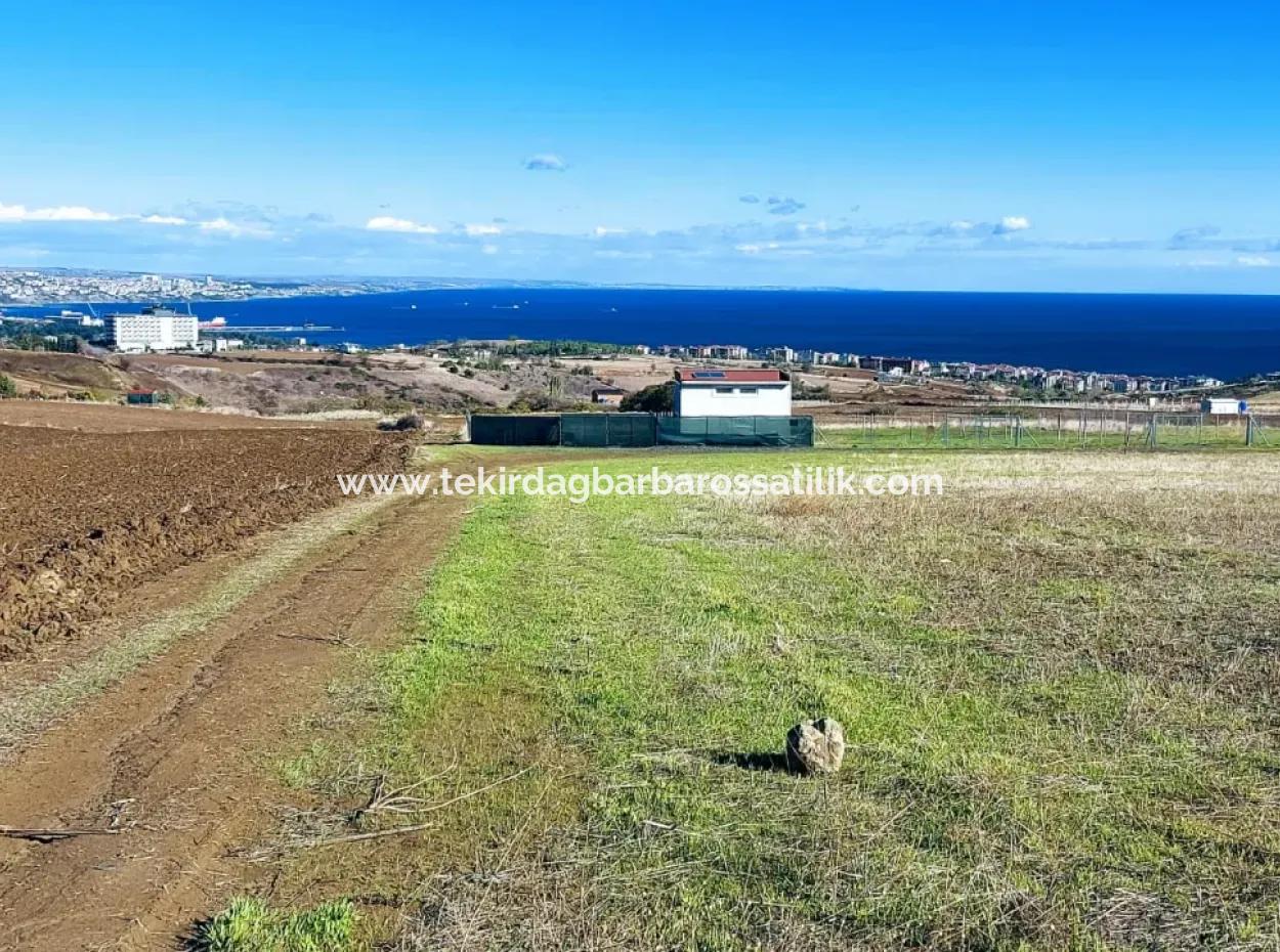 Tekirdağ Barbarosta Acil Satılık 15.000 M2 Villa İmarlı Arazi