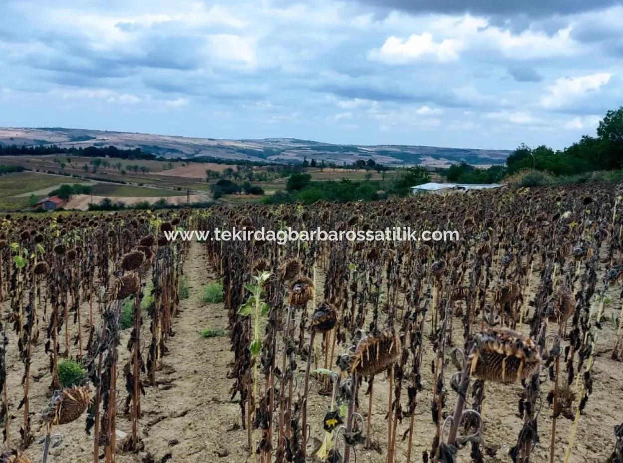 Tekirdağ Malkara Sırtbey Mahallesinde 5 Ayrı Tapuya Sahip 13.970 M2 Yatırım Fırsatı