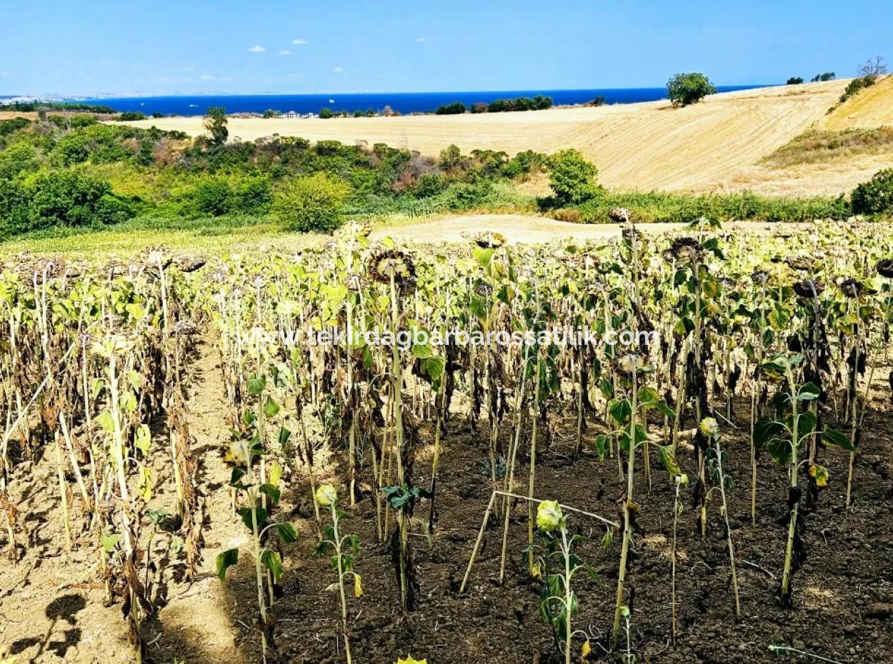 Tekirdağ Barbarosta Takas + Nakit İhtiyaçtan Acil Satılık Villa İmarlı Kupon Tarla