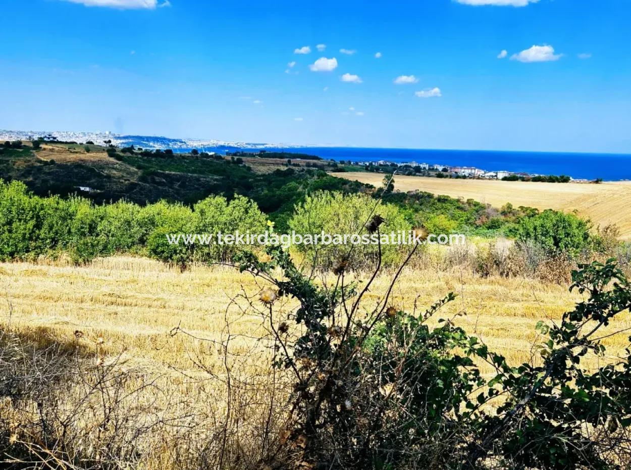 Tekirdağ Barbarosta Takas + Nakit İhtiyaçtan Acil Satılık Villa İmarlı Kupon Tarla