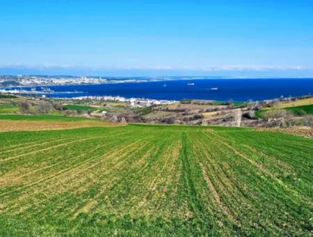 Tekirdağ Barbarosta Acil Satılık Full Deniz Manzaralı Villa İmarlı 6.400 M2 Villa İmarlı Arazi