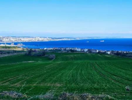 Tekirdağ Barbarosta Acil Satılık Full Deniz Manzaralı 35.000 M2 Villa İmarlı Arazi