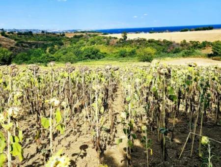 Tekirdağ Barbarosta Takas + Nakit İhtiyaçtan Acil Satılık Villa İmarlı Kupon Tarla