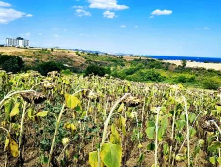 Tekirdağ Barbarosta Takas + Nakit İhtiyaçtan Acil Satılık Villa İmarlı Kupon Tarla