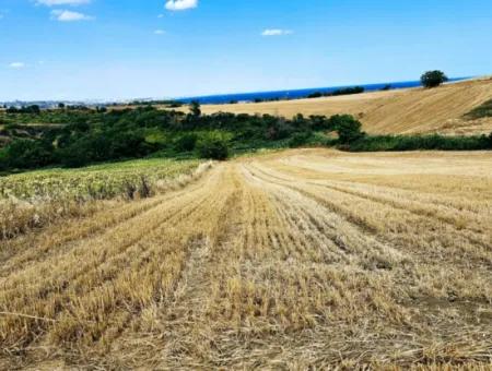 Tekirdağ Barbarosta Takas + Nakit İhtiyaçtan Acil Satılık Villa İmarlı Kupon Tarla